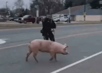 ‘Albert Einswine’ leads police on 30-minute ‘pursuit’ – Law Officer